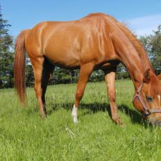 Arabisk fuldblod (OX) BS Miraculix OX