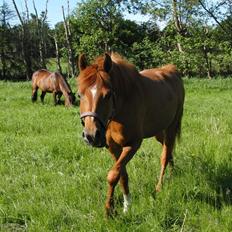 Arabisk fuldblod (OX) BS Miraculix OX