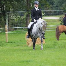 Dartmoor Innis Komtesse