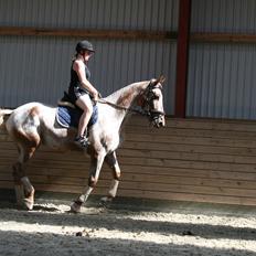 Knabstrupper Pheline Markdalgaard *tidligere hest*