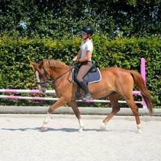 Anden særlig race Sheila