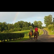 Anden særlig race Sheila
