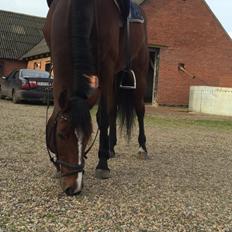 Dansk Varmblod Lillelunds Cheval (Heidi)