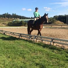 Dansk Varmblod Lillelunds Cheval (Heidi)