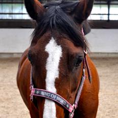 New Forest Miss Malou