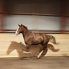 Frederiksborg Prince Houdini <3Rest In Peace