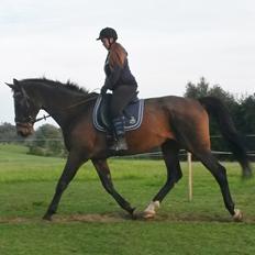 Dansk Varmblod SCHWANTE