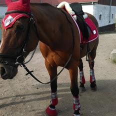 Polsk Varmblod Lenor