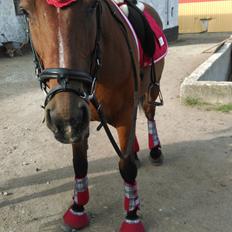 Polsk Varmblod Lenor