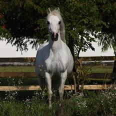 Welsh Mountain (sec A) Søndergaards scarlet