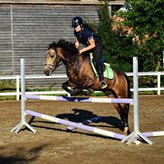 Connemara Prins Abaccus Valentino