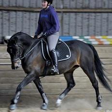 Anden særlig race 'Tidligere hest' Beauty Queen