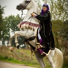 Arabisk fuldblod (OX) Nader Al Shaqab (Avlshingst)