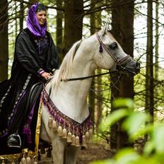 Arabisk fuldblod (OX) Nader Al Shaqab (Avlshingst)
