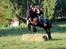 Fell pony Lars/Lasse