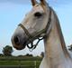 Lusitano Vento