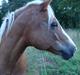 Palomino Savannah