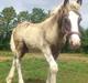 Irish Cob Royal Silver Of Romany Vanner