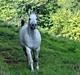 Arabisk fuldblod (OX) Degas`ss