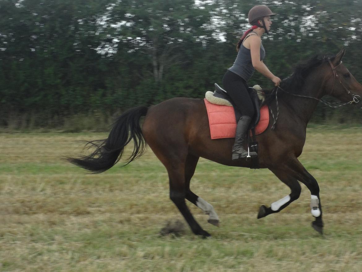 Oldenborg Brusgårds Maricca billede 16