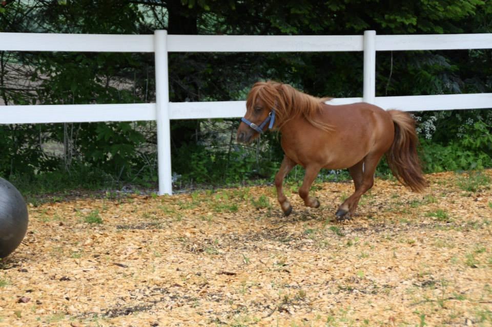 Shetlænder Prinsesse Fiona [Solgt] - I galop billede 3