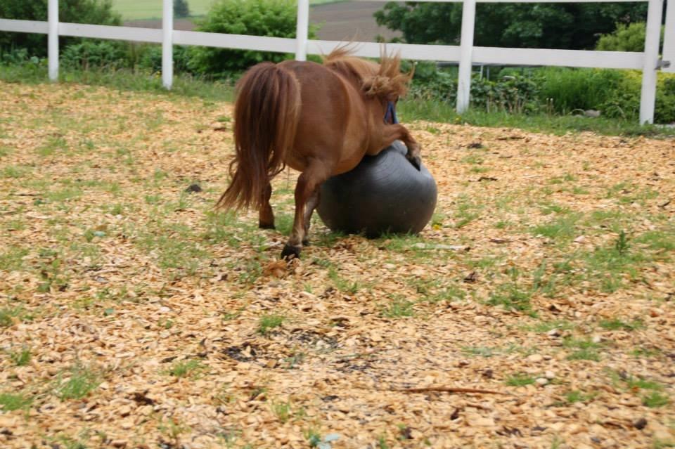 Shetlænder Prinsesse Fiona [Solgt] - Fiona laver yoga :D billede 5