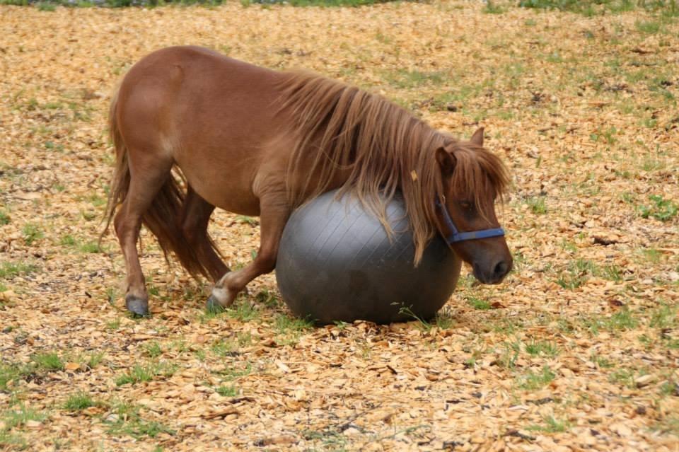 Shetlænder Prinsesse Fiona [Solgt] - Fiona laver yoga :D billede 1
