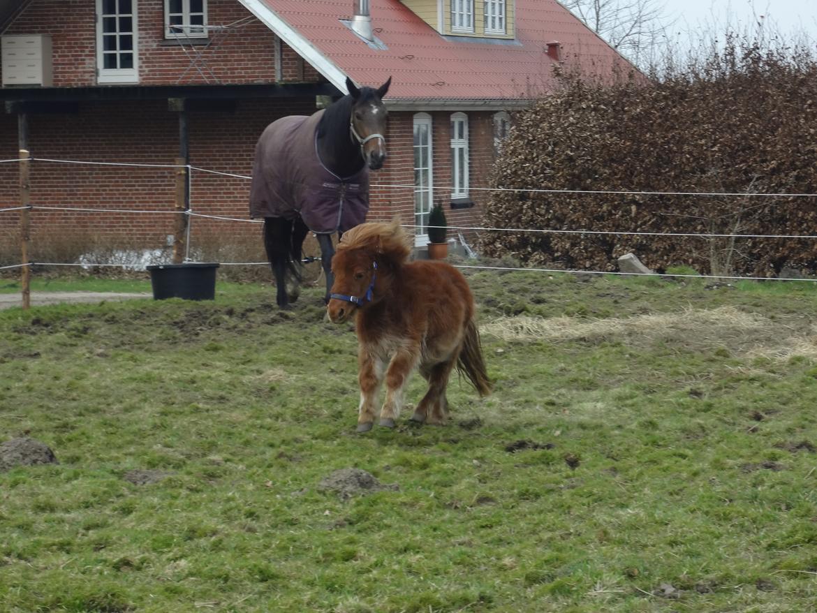 Shetlænder Prinsesse Fiona [Solgt] - På folden billede 6