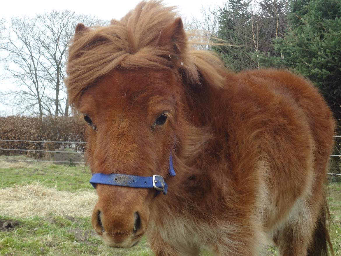 Shetlænder Prinsesse Fiona [Solgt] - På folden billede 7