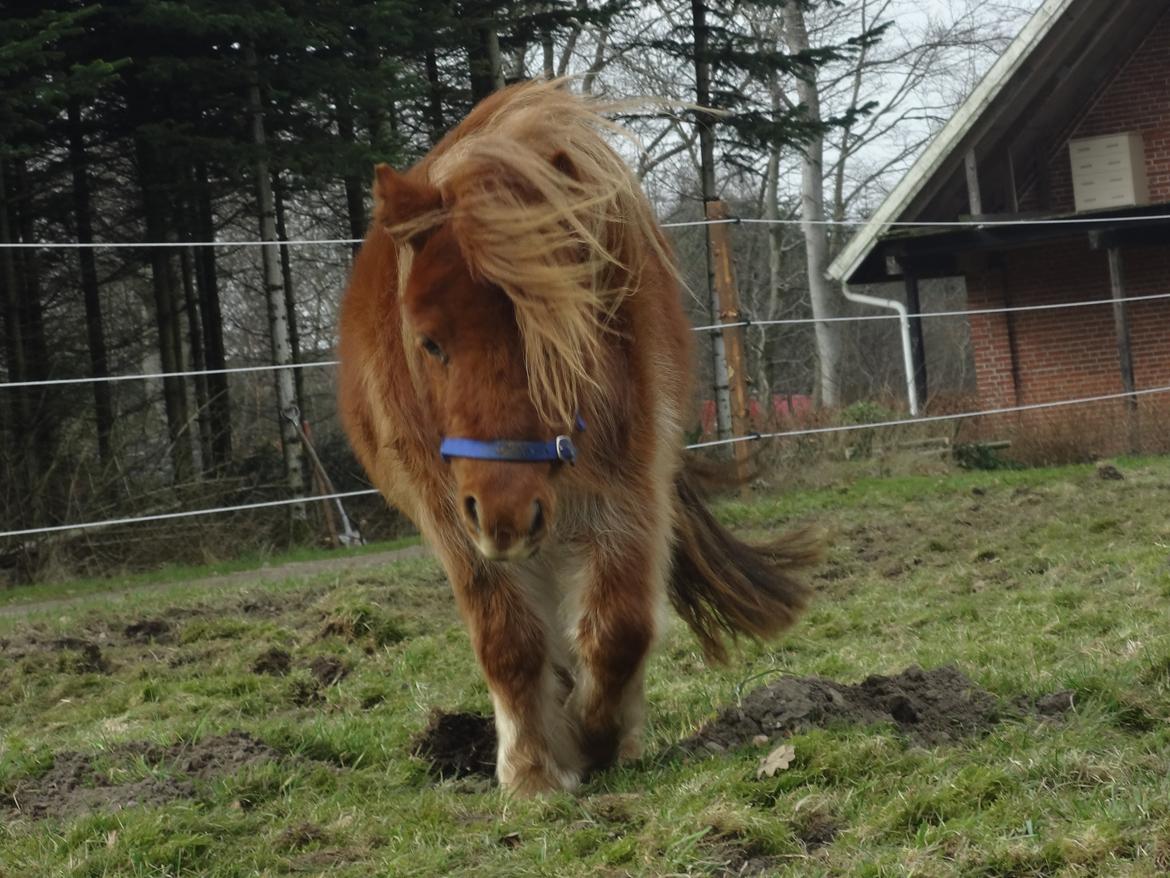 Shetlænder Prinsesse Fiona [Solgt] - På folden billede 9