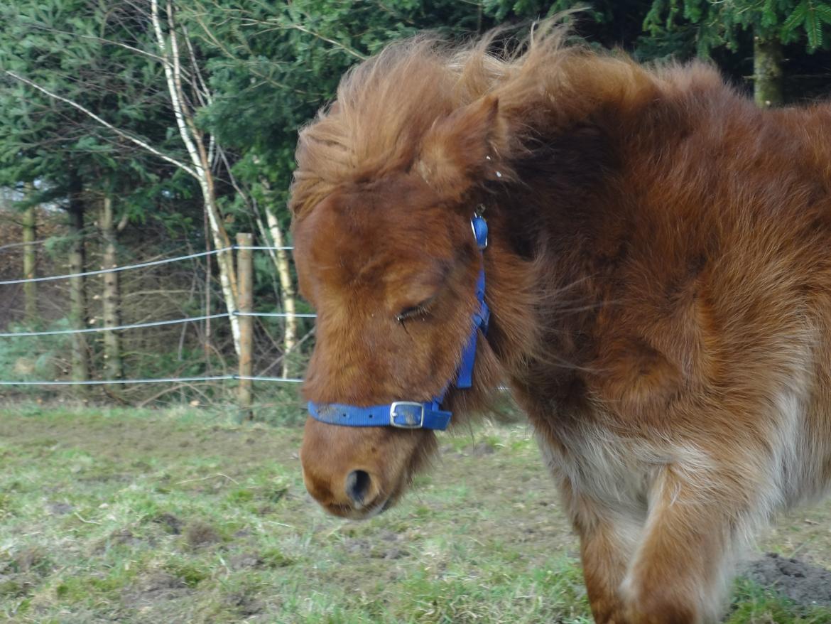 Shetlænder Prinsesse Fiona [Solgt] - På folden billede 11