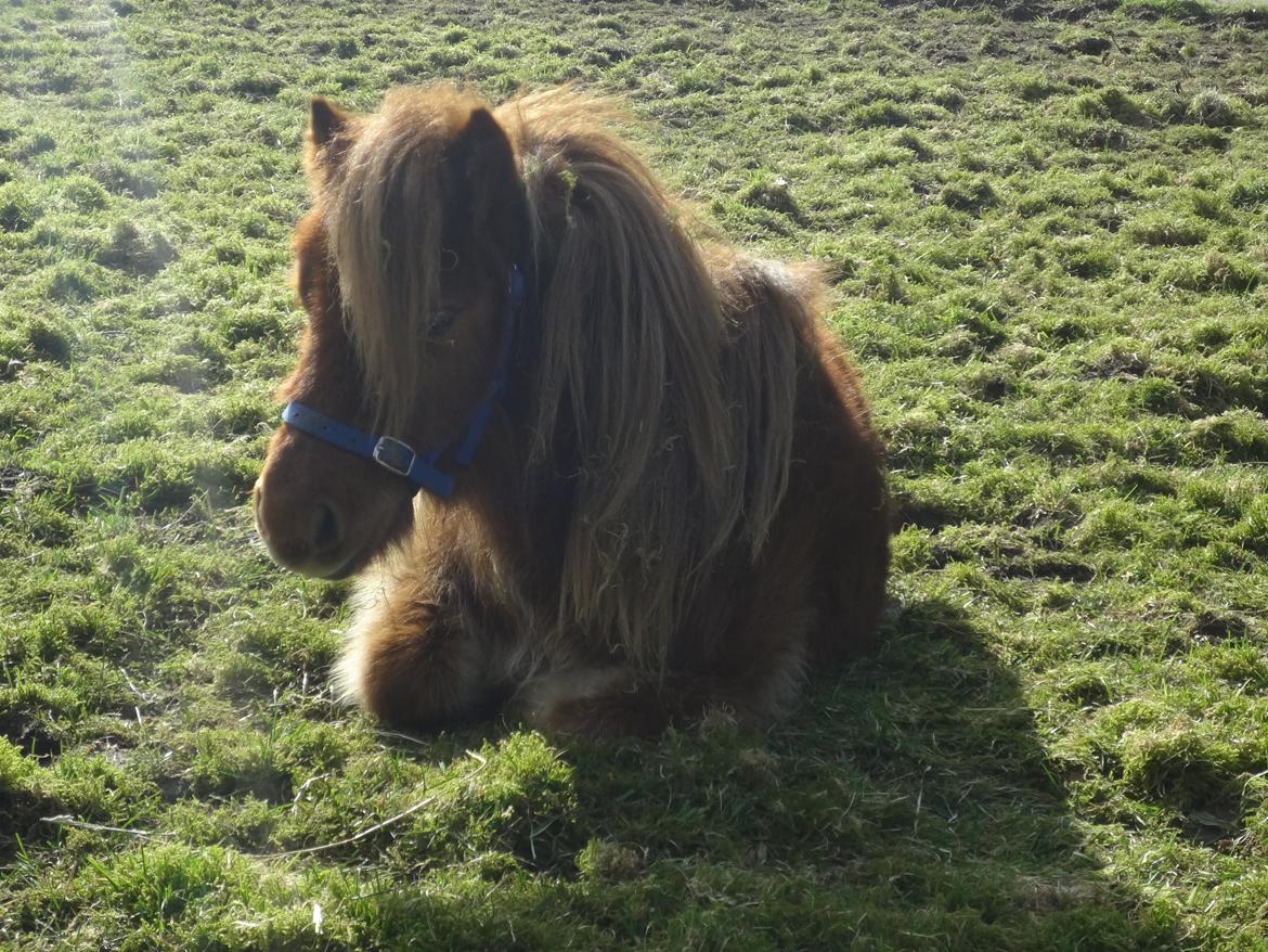 Shetlænder Prinsesse Fiona [Solgt] - Hygge på folden billede 2