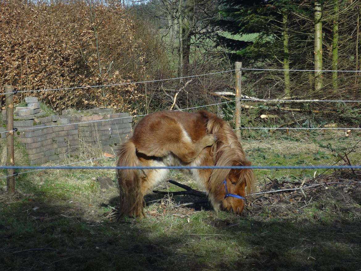Shetlænder Prinsesse Fiona [Solgt] - Uhh det klør :D billede 13