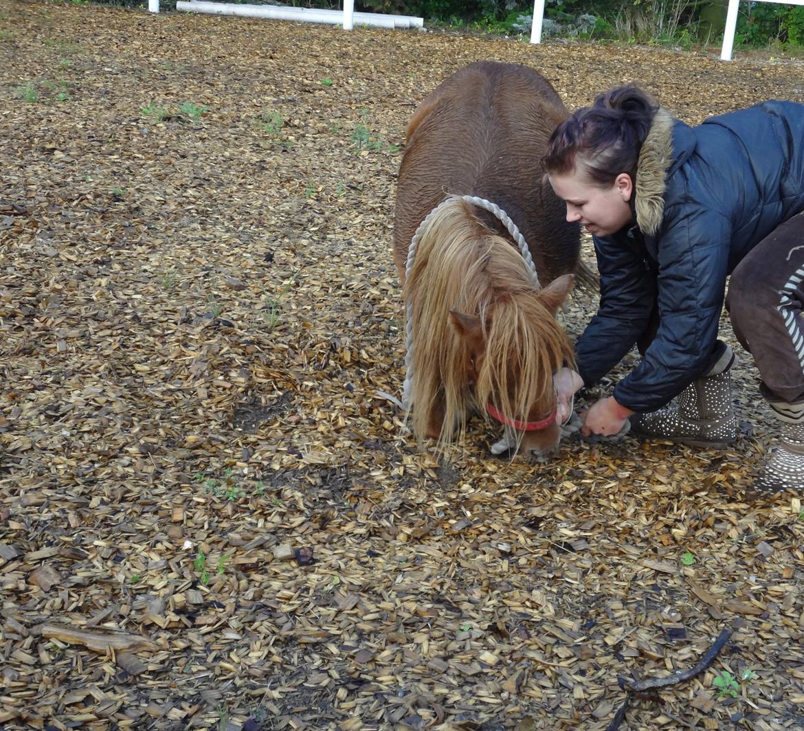Shetlænder Prinsesse Fiona [Solgt] - Trick - neje billede 4