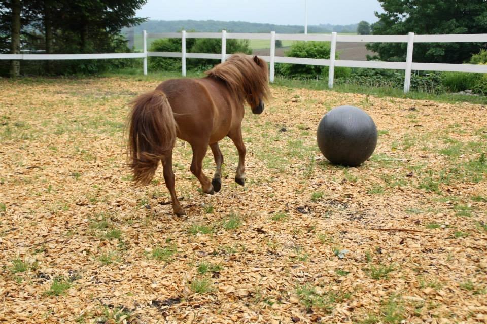 Shetlænder Prinsesse Fiona [Solgt] - Fiona laver yoga :D billede 8