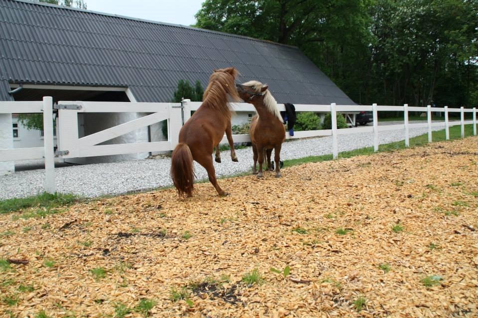Shetlænder Prinsesse Fiona [Solgt] - Fiona og Buller billede 14