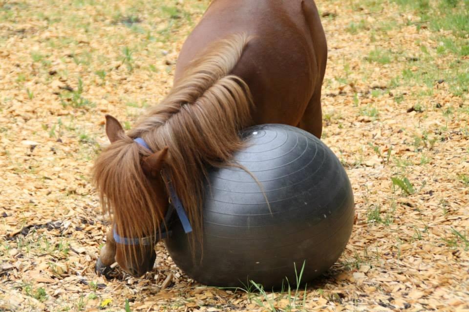 Shetlænder Prinsesse Fiona [Solgt] - Fiona laver yoga :D billede 15