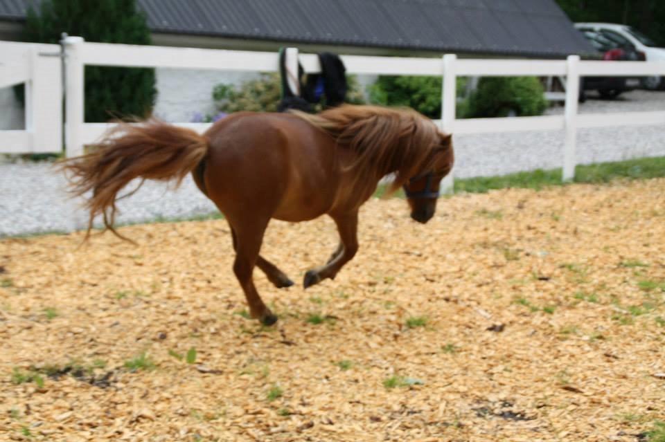 Shetlænder Prinsesse Fiona [Solgt] - I hopla billede 17