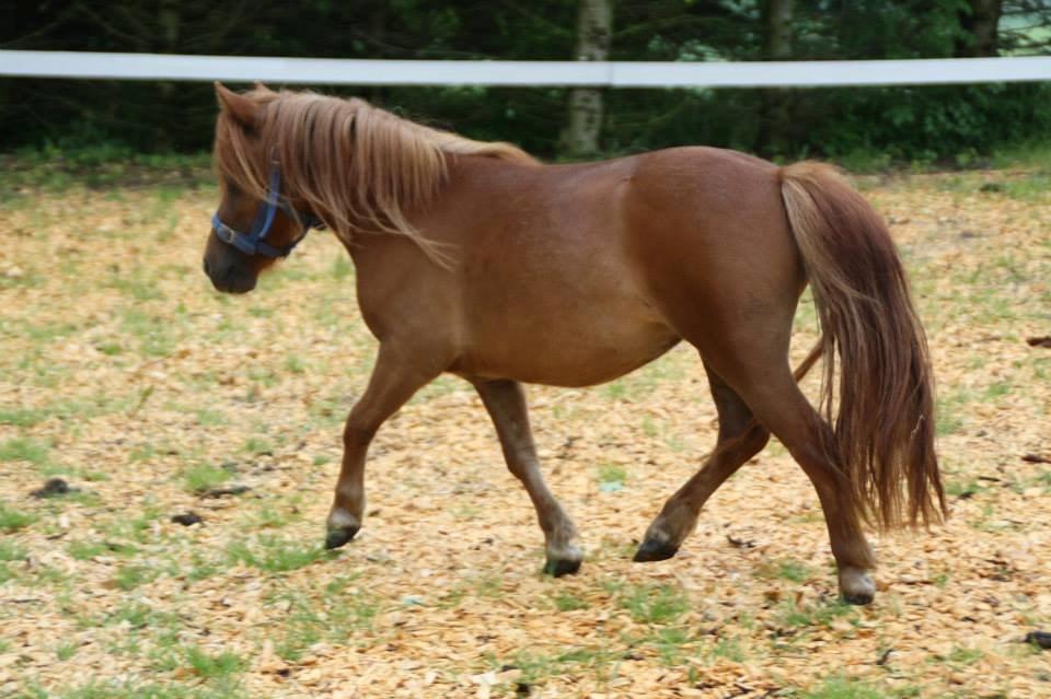 Shetlænder Prinsesse Fiona [Solgt] - Trav :) billede 12
