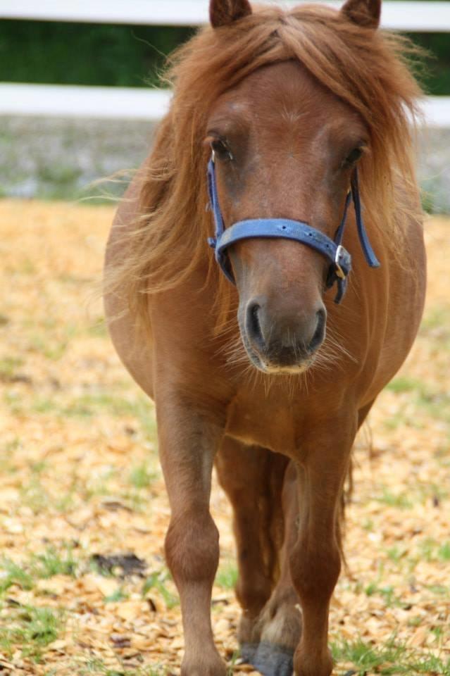 Shetlænder Prinsesse Fiona [Solgt] - Smukkeste Fiona billede 10
