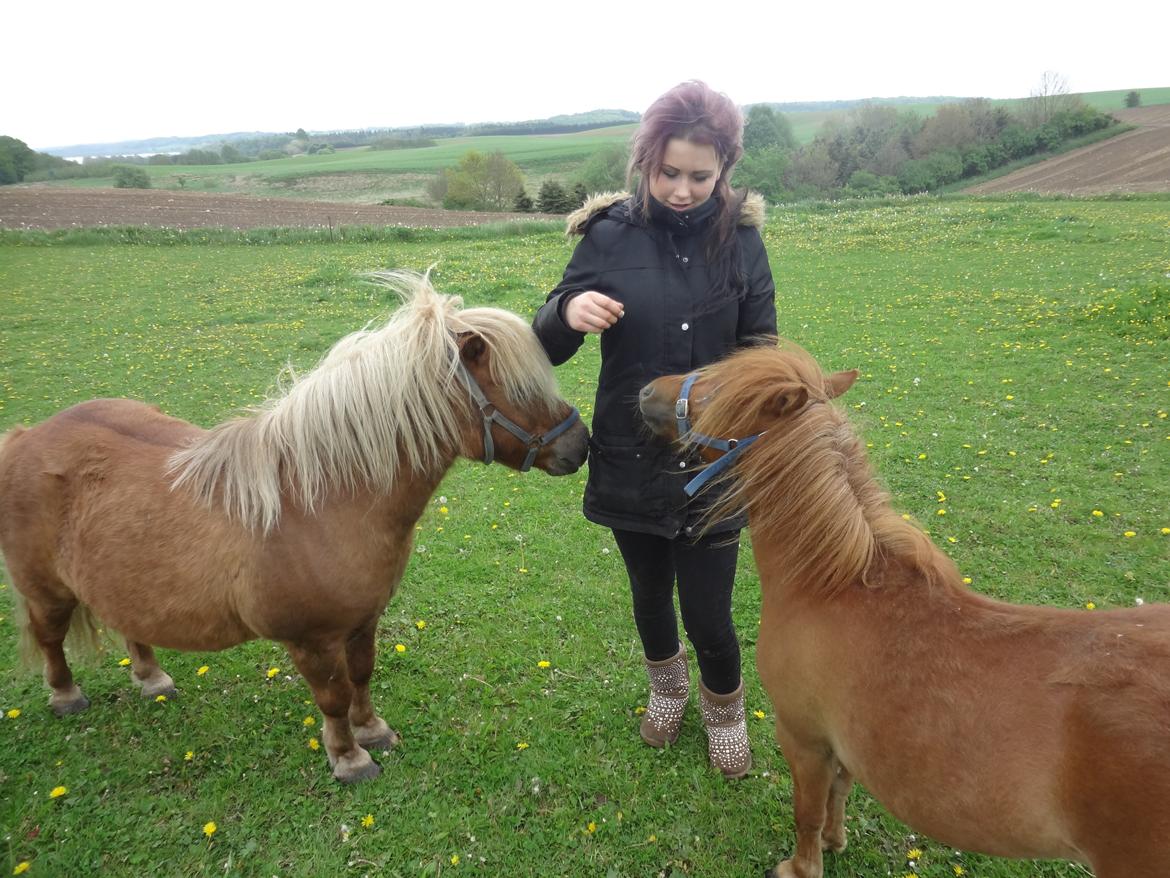 Shetlænder Prinsesse Fiona [Solgt] - Fiona og Buller (fiona på ferie) billede 16