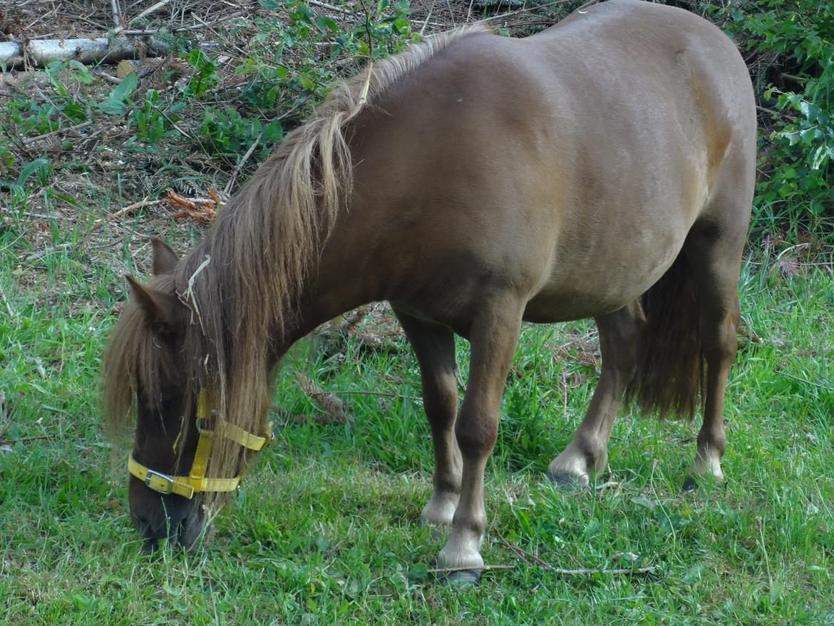 Shetlænder Prinsesse Fiona [Solgt] - på folden billede 18