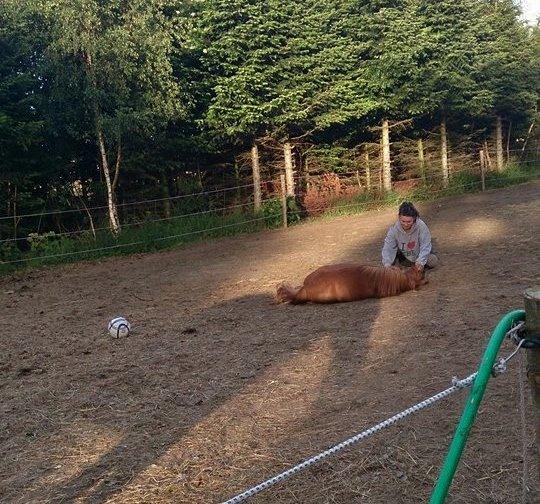 Shetlænder Prinsesse Fiona [Solgt] - trick - at lægge ned billede 19