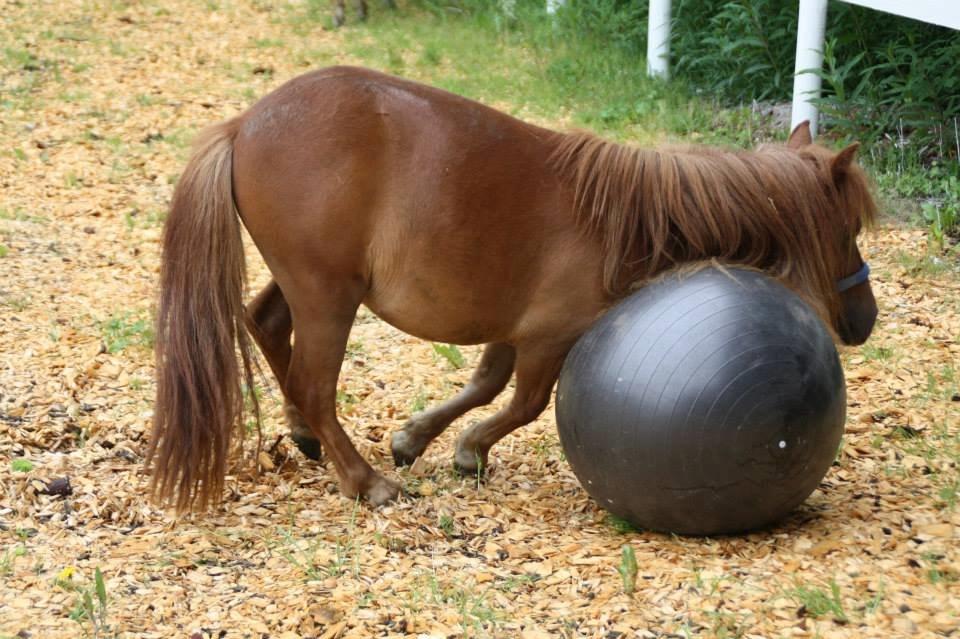 Shetlænder Prinsesse Fiona [Solgt] - Fiona laver yoga :D billede 20