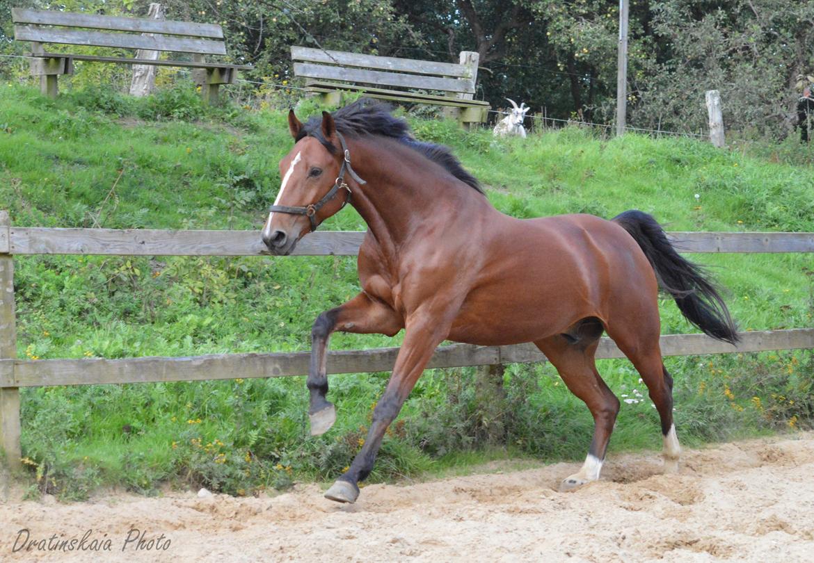 Dansk Varmblod Westergaardens Lucky Star billede 9