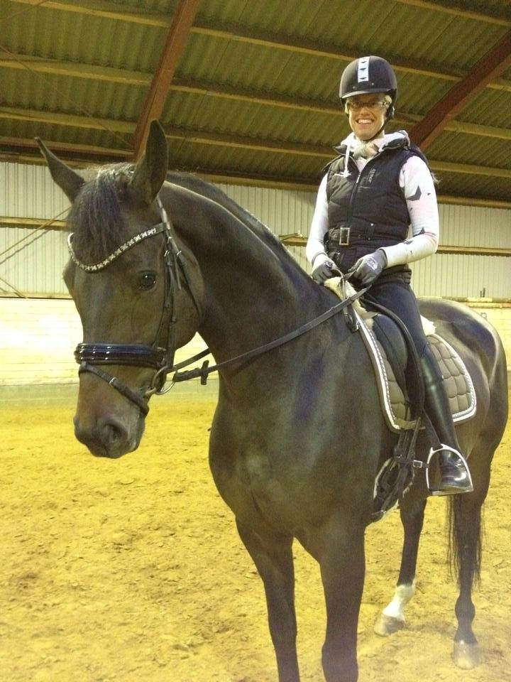 Hannoveraner Laureanos Ass billede 9