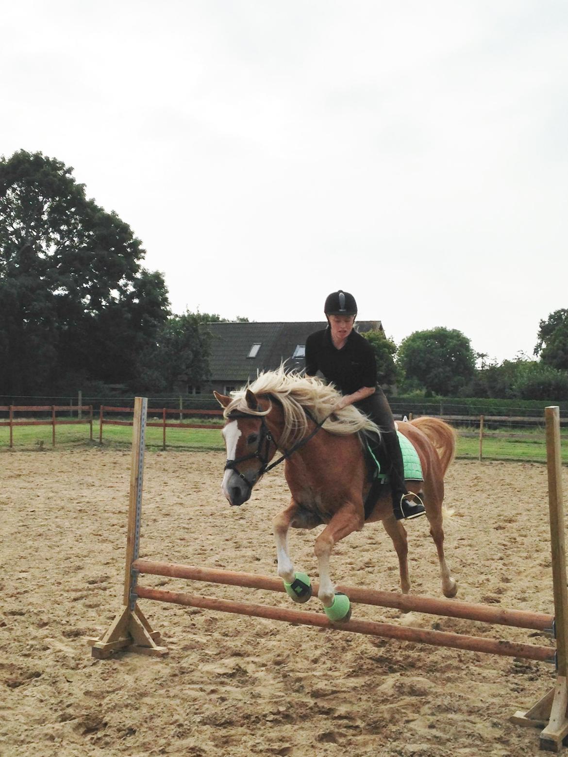 Anden særlig race Whiskey billede 4