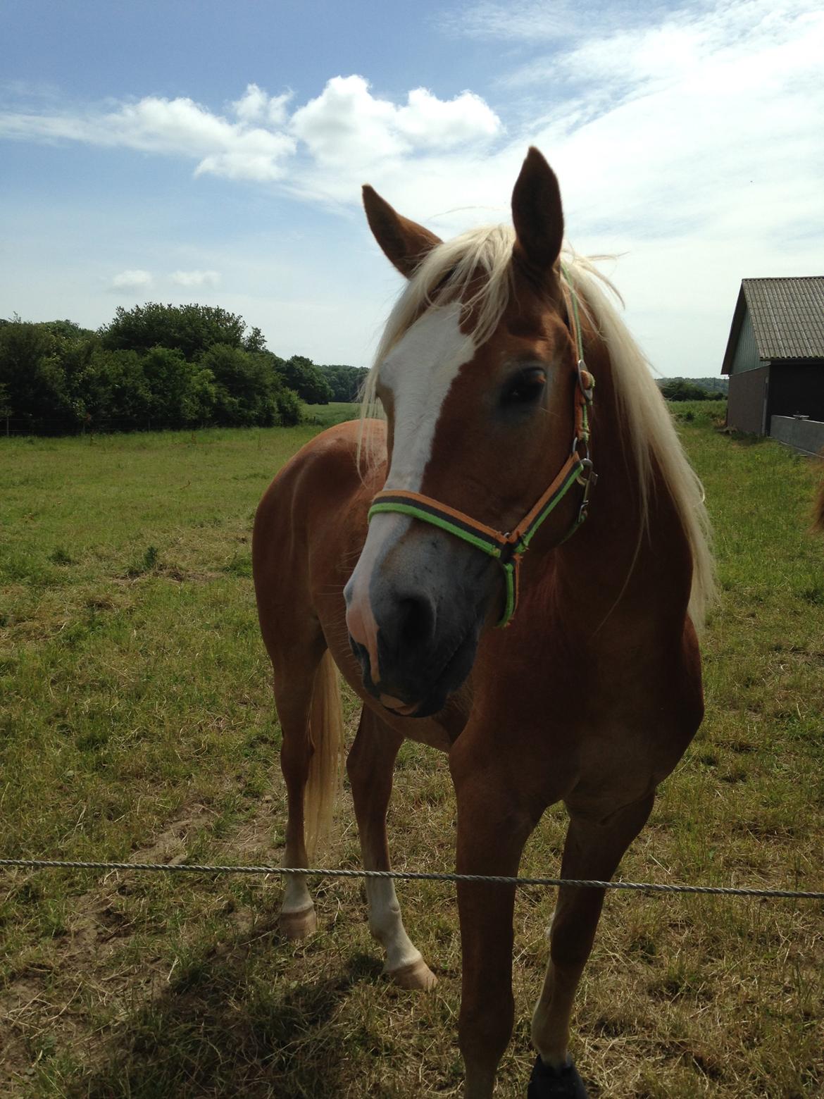 Anden særlig race Whiskey billede 1