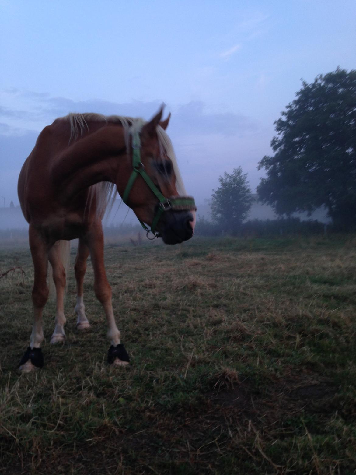 Anden særlig race Whiskey billede 2