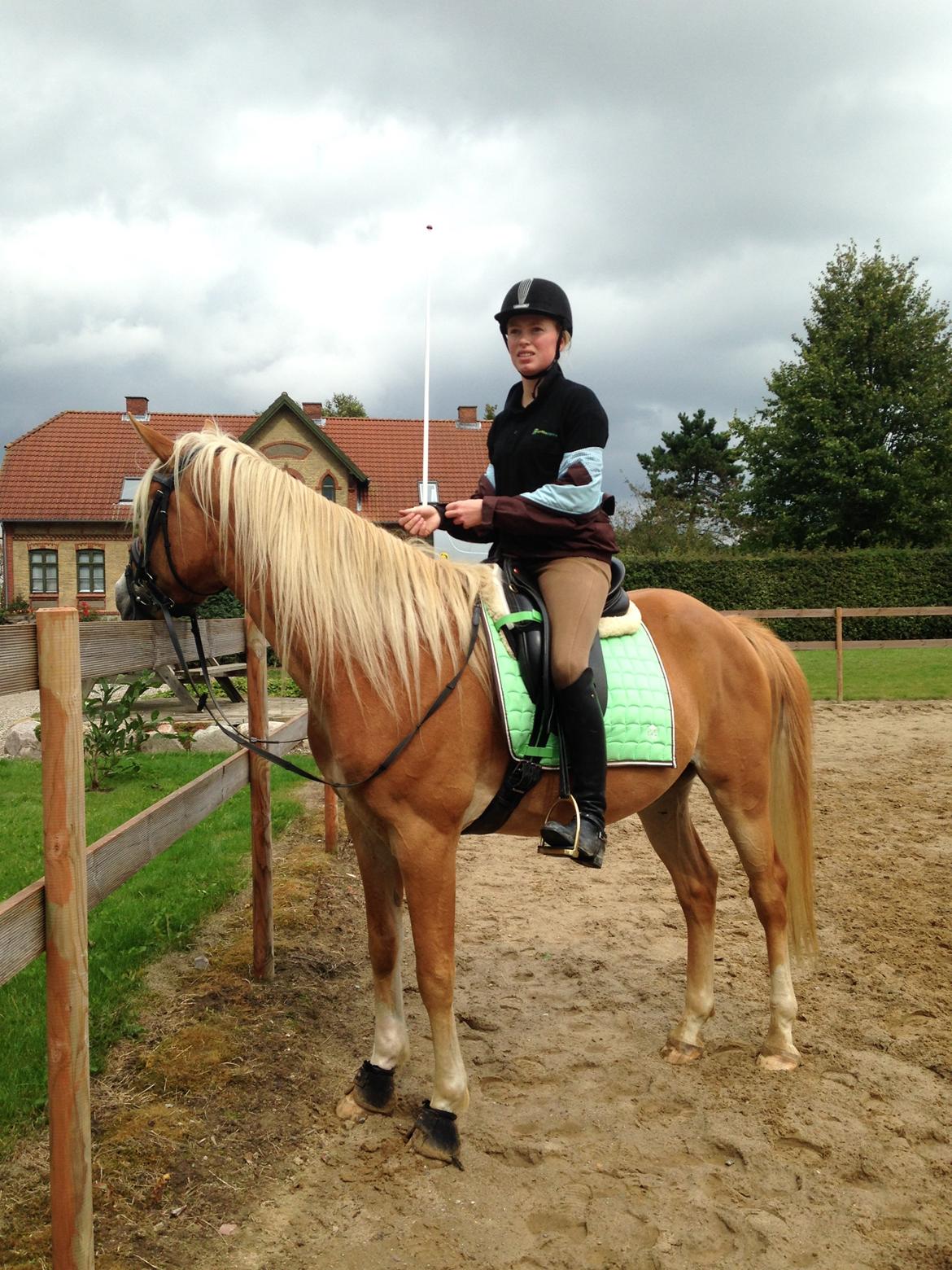 Anden særlig race Whiskey billede 5